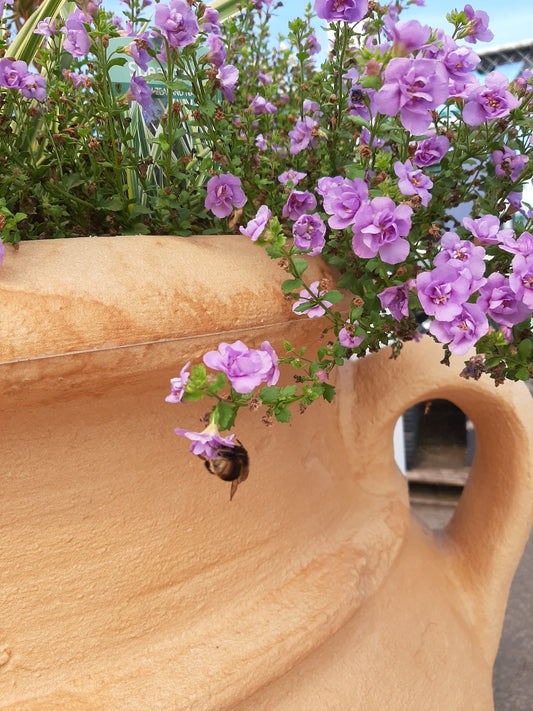 Planter Cup