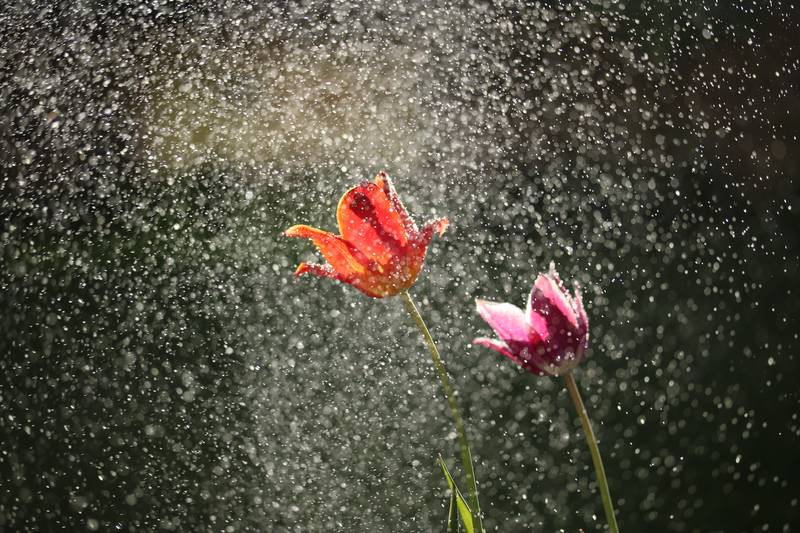 The Importance of Rainwater Harvesting