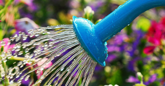 Tips on Saving Water Outside Your Home